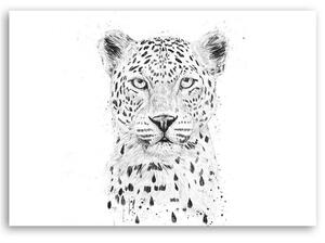 Obraz na plátne Veľká leopardia hlava - Rykker Rozmery: 60 x 40 cm