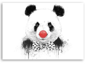 Obraz na plátne Panda s klaunským nosom - Rykker Rozmery: 60 x 40 cm