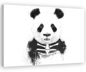 Obraz na plátne Kostra medveďa pandy - Rykker Rozmery: 60 x 40 cm