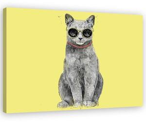 Obraz na plátne Mačka s okuliarmi - Rykker Rozmery: 60 x 40 cm