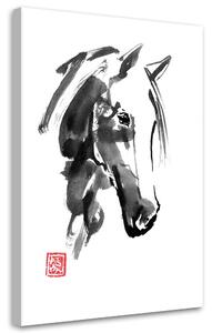 Obraz na plátne Hlava koňa - Péchane Rozmery: 40 x 60 cm