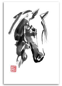 Obraz na plátne Hlava koňa - Péchane Rozmery: 40 x 60 cm