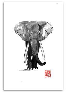 Obraz na plátne Čiernobiely slon - Péchane Rozmery: 40 x 60 cm