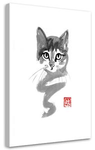 Obraz na plátne Mladé mačiatko - Péchane Rozmery: 40 x 60 cm