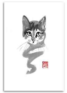 Obraz na plátne Mladé mačiatko - Péchane Rozmery: 40 x 60 cm