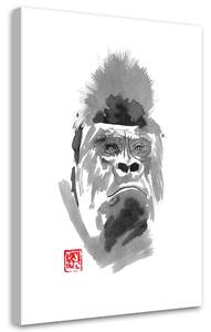 Obraz na plátne Gorila - Péchane Rozmery: 40 x 60 cm