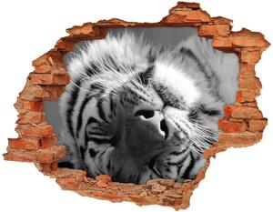 Fototapeta diera na stenu Spiace tiger nd-c-125000206