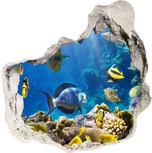 Fototapeta diera na stenu Koralový útes nd-p-36026012