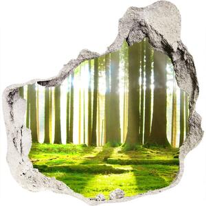 Diera 3D fototapety nálepka Forest na slnku nd-p-72227147