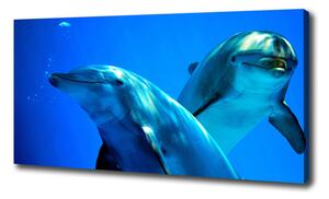 Moderný fotoobraz canvas na ráme Dva delfíny