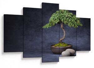Obraz - Bonsai (150x105 cm)