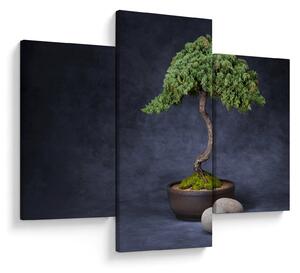 Obraz - Bonsai (90x60 cm)