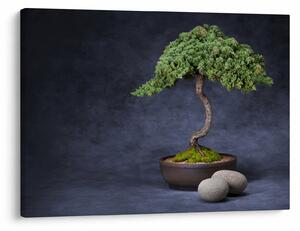 Obraz - Bonsai (70x50 cm)