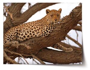 Sablio Plagát Leopard 2 - 60x40 cm