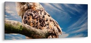 Obraz - Sova (120x50 cm)