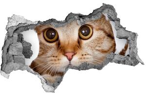 Diera 3D fototapeta nálepka Mačka nd-b-35664648