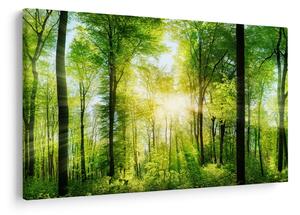Obraz - Svitanie v lese (90x60 cm)