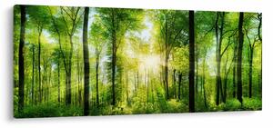 Obraz - Svitanie v lese (120x50 cm)