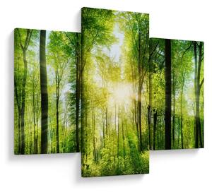 Obraz - Svitanie v lese (90x60 cm)
