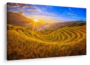 Obraz - Ryžové terasy vo Vietname (90x60 cm)