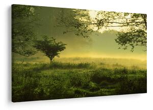 Obraz - Prebúdzajúci sa les (90x60 cm)