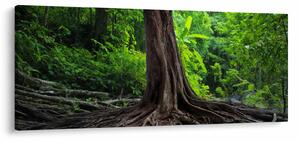 Obraz - Starý strom s koreňmi (120x50 cm)
