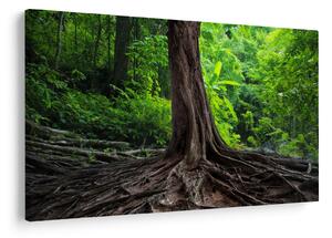 Obraz - Starý strom s koreňmi (90x60 cm)
