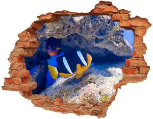 Fototapeta diera na stenu Tropická ryba nd-c-105173265