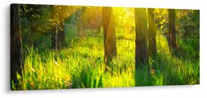 Obraz - Jarné prebúdzanie lesa (120x50 cm)