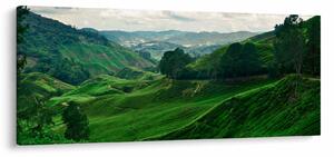 Obraz - Čajové plantáže v Malajzii (120x50 cm)