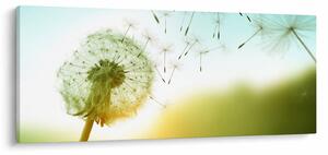 Obraz - Púpava vo vetre (120x50 cm)