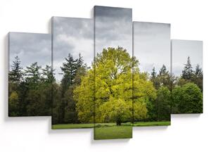 Obraz zeleného stromu uprostred poľa (150x105 cm)