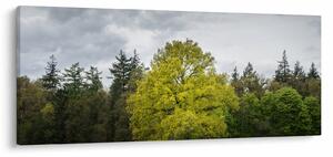 Obraz zeleného stromu uprostred poľa (120x50 cm)