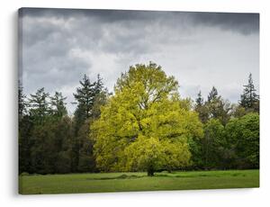 Obraz zeleného stromu uprostred poľa (70x50 cm)