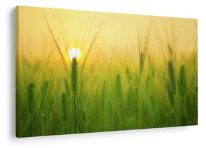 Obraz - Pole s obilím (90x60 cm)