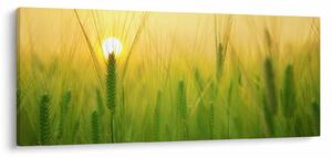Obraz - Pole s obilím (120x50 cm)