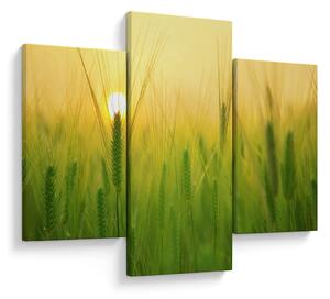 Obraz - Pole s obilím (90x60 cm)