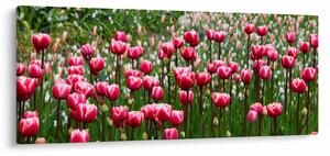 Obraz tulipánov (120x50 cm)