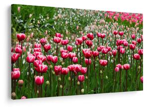 Obraz tulipánov (90x60 cm)