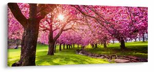 Obraz rozkvitnutých čerešní, Hurd Park, Dover, New Jersey (120x50 cm)