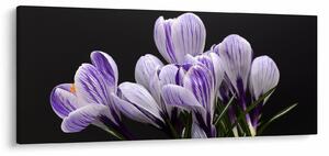 Obraz - Fialové krókusy (120x50 cm)