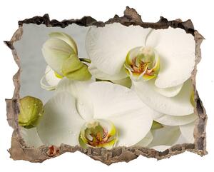 Samolepící díra nálepka Biela orchidea nd-k-67521473
