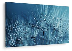 Obraz - Kvapky rosy (90x60 cm)