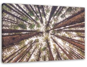 Obraz na plátne Vysoké borovice Rozmery: 60 x 40 cm