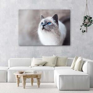 Obraz na plátne Sibírska mačka Rozmery: 60 x 40 cm