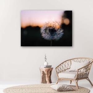 Obraz na plátne Púpava a západ slnka Rozmery: 60 x 40 cm