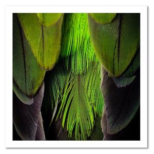 Obraz na plátne Limetkovo zelené perie Rozmery: 30 x 30 cm