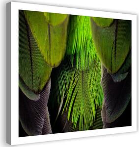 Obraz na plátne Limetkovo zelené perie Rozmery: 30 x 30 cm