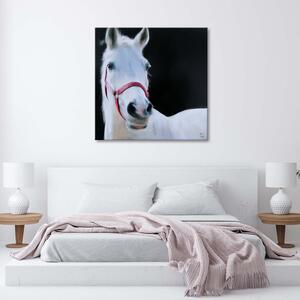 Obraz na plátne Hlava bieleho koňa Rozmery: 30 x 30 cm