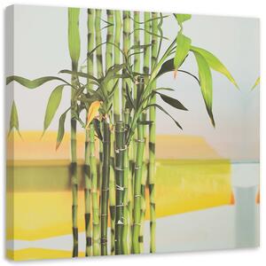 Obraz na plátne Niektoré zelené bambusy Rozmery: 30 x 30 cm